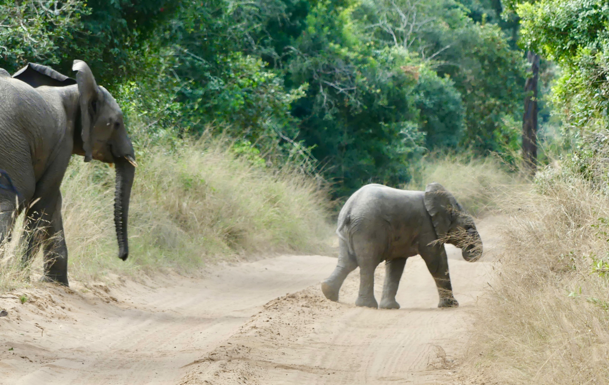 Elephant mom and baby